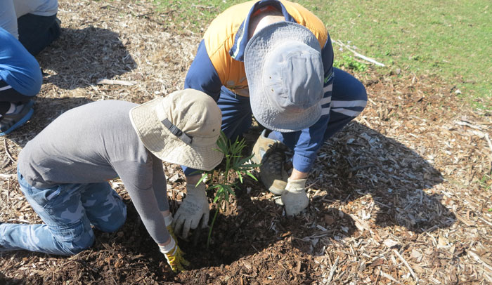 An Albany Hills State School student gets a hand from Dad as they add another new plant to the revegetation zone.