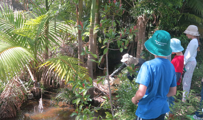After the plants had been positioned during the October working bee, it was time to check out the aquatic invertebrates, so the MBRC Bushcare officer Nicole Byrne showed a group of Albany Hills State School students how to collect water samples safely