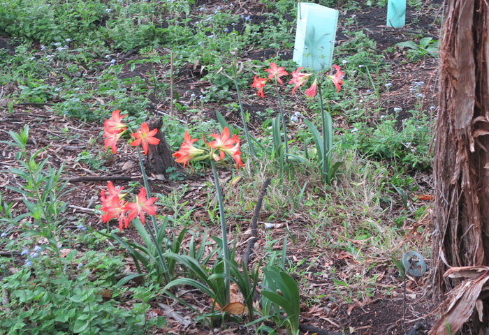 Despite its exotic name, Barbados lily (Hippeastrum puniceum) is not suited to bushland settings and can spread easily by self-sown or bird-distributed seed.