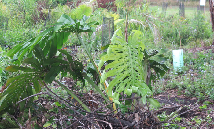 Another indoor and tropical garden plant that's a nuisance in the wild is the split-leaf philodendron (Monstera deliciosa).