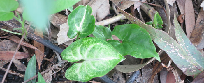 In the Dawn Road Reserve, the white butterfly plant (Syngonium podophyllum) has happily established itself in our revegetation patch but is being removed before it does too much damage