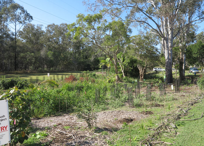 This was the Dawn Road Reserve Bushcare group's revegetation site at the beginning of the October working bee. Most of this month's plantings were on the far end of the site, on the embankment beyond the white cedar trees.