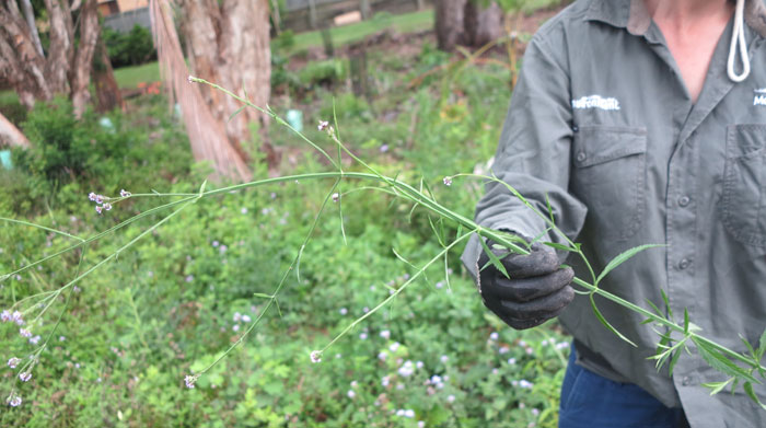 Known widely as 'purple top', this weed (Verbena bonariensis) can take over an area quickly, hence our focus on removing it early.