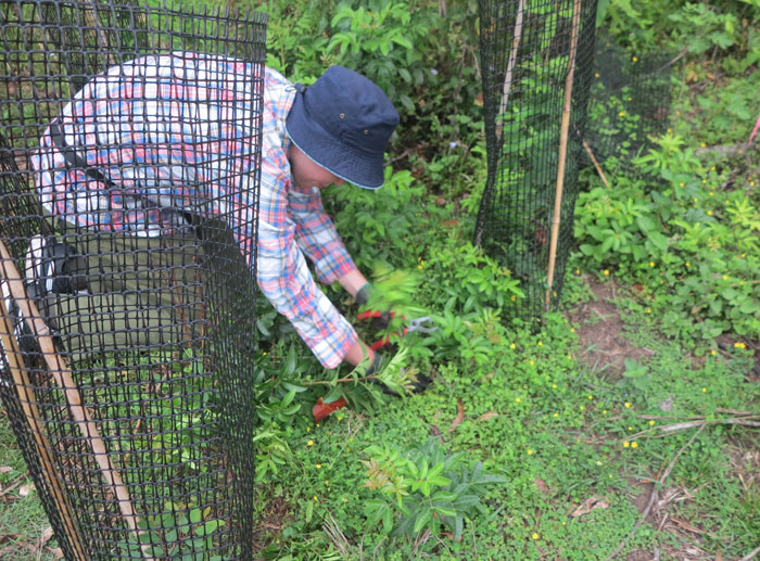 Catching the prolific young Easter cassia (Senna pendula var. glabrata) plants before they become established and spread more seed is another regular task