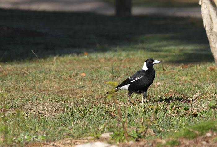 Nearby an adult magpie keeps a weather eye on the juvenile, any tasty morsels and this photographer.