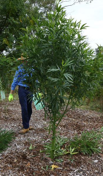 Lush growth was still evident after the tree guard was removed.