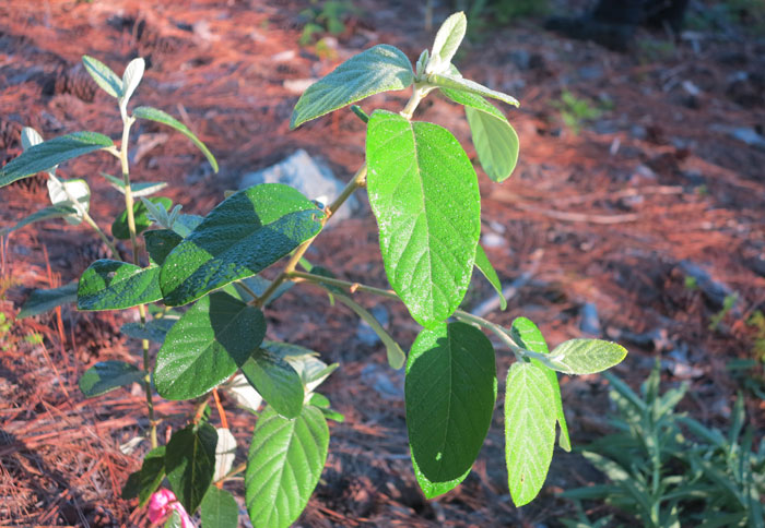 This fast-growing soap tree (Alphitonia excelsa) is endemic to the local bushland and now growing on our second revegetation site