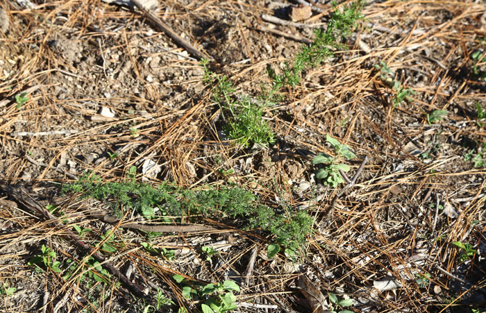 Dotted around the second revegetation site are signs of another invasive species, the climbing asparagus fern (Asparagus africanus), whose crowns were pulled carefully by hand and removed from site. Pic: Trina McLellan