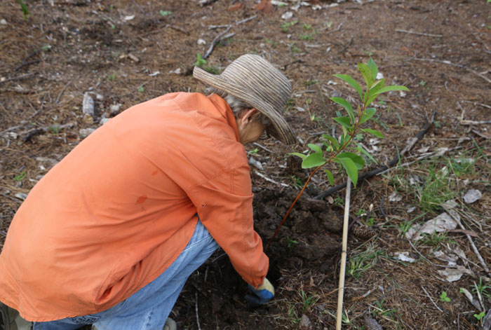 Once the plant and some fertiliser are in place, Dawn Road Bushcare volunteer Kerry backfills the soil around the base of the sapling she has planted. 