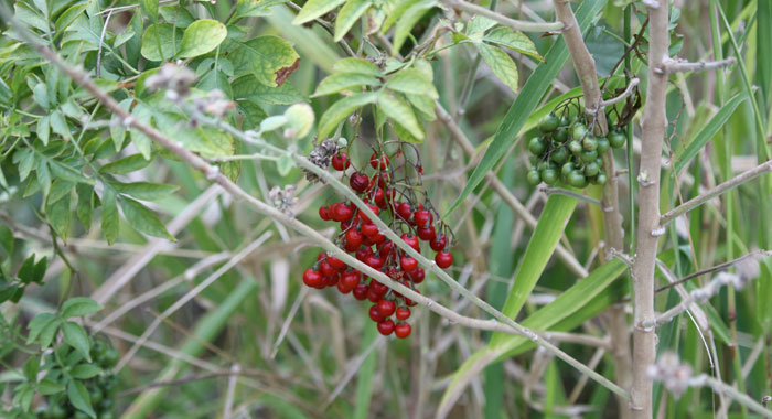 Dawn Road Reserve Bushcare volunteers removed the bulk of ripe red berries of the Brazilian nightshade (Solanum seaforthianum) that were evident on the original regeneration patch