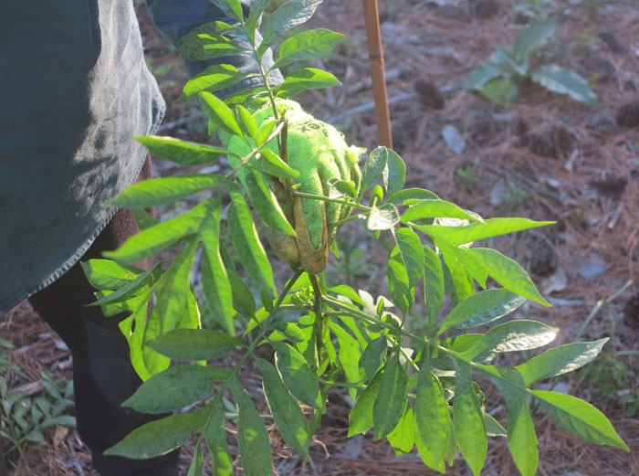 Another familiar plant from our earlier revegetation site is now cropping up on the new site. It is Brazilian nightshade (Solanum seaforthianum), which thankfully simply needs pulling out before it gets too big.