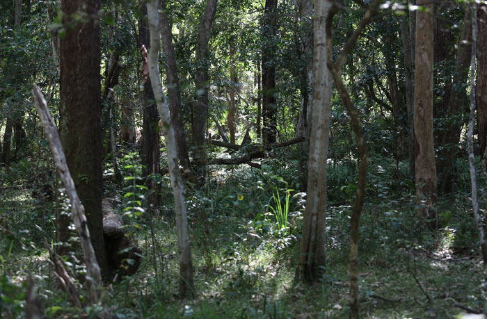 The lovely Dingley Dell area has a wonderful diversity of plants at all levels and is dappled with light throughout the day, thanks to the denser canopy overhead and nearby creek.