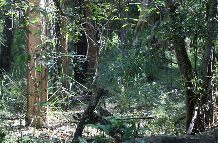 The sun peeping through the canopy at Dingley Dell, giving enough light to encourage plentiful growth in this part of the Dawn Road Reserve.
