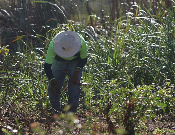 It was heads down and get weeding as the Dawn Road Reserve Bushcare volunteers got to work on the newest revegetation zone. Reducing the number of weeds around recently planted beneficial species helps them establish and thrive. 