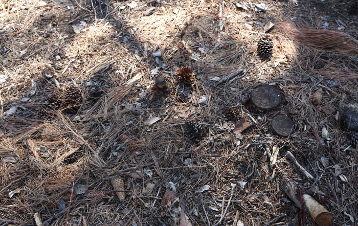 To give you some idea of how dense the undergrowth broad leaf peppers were in this patch, here are the remnants of their trunks.