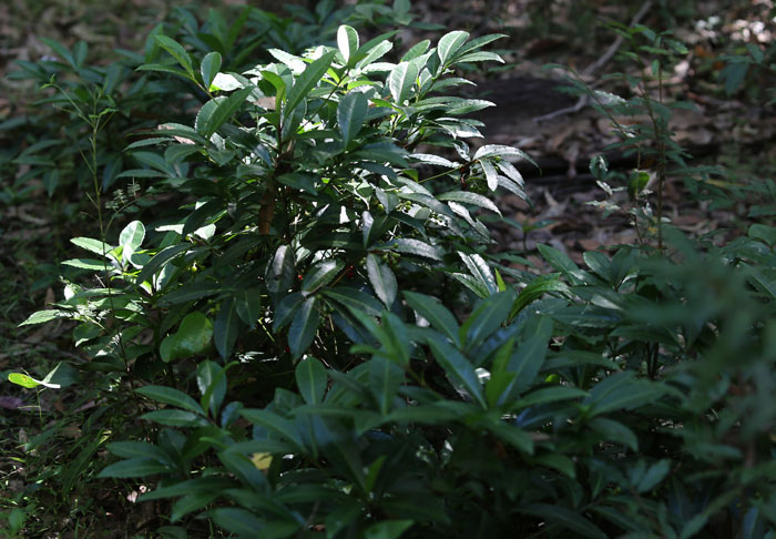 A clump of coral berry (Ardisia crenata), an exotic weed that is an established pest species in shadier areas of the Dawn Road Reserve.