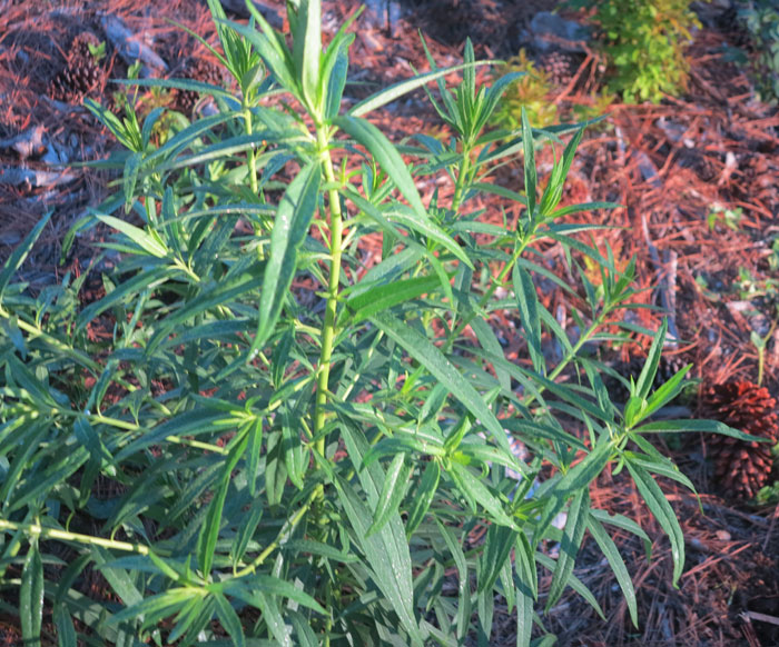 Yet again, the invasive ballon cottonbush needed to be removed from the second revegetation site.