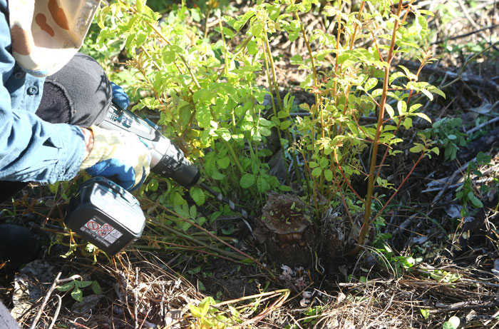 A dense thicket of the persistently invasive species known as the broad-leaf pepper tree (Schinus terebinthifolius) was cleared ahead of this second revegetation project. Since then any regrowth has been drilled and dosed with a specific poison by the group's trained patron, Janet Mangan. 