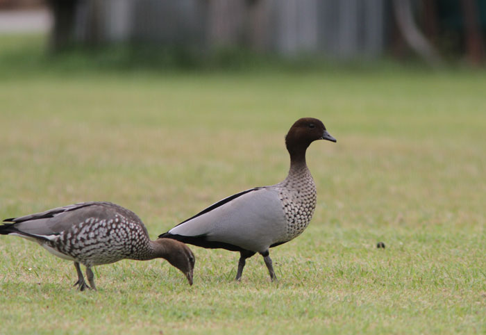 While enjoying a cuppa after the working bee, the Dawn Road Reserve Bushcare volunteers were treated to a visit on a neighbouring lawn of two Australian wood ducks (Chenonetta jubata).