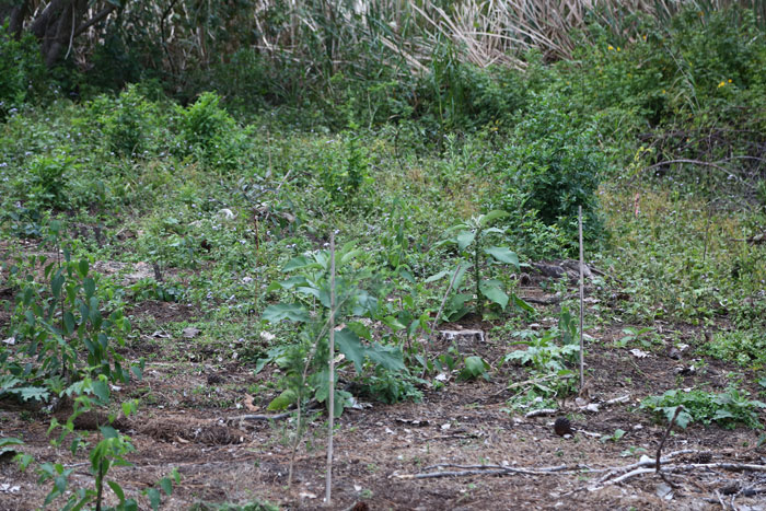 In the second revegetation patch, while the weeds have sprung up and are being controlled, the beneficial plantings (those marked with bamboo stakes) are progressing well and will soon be dominating the landscape. 