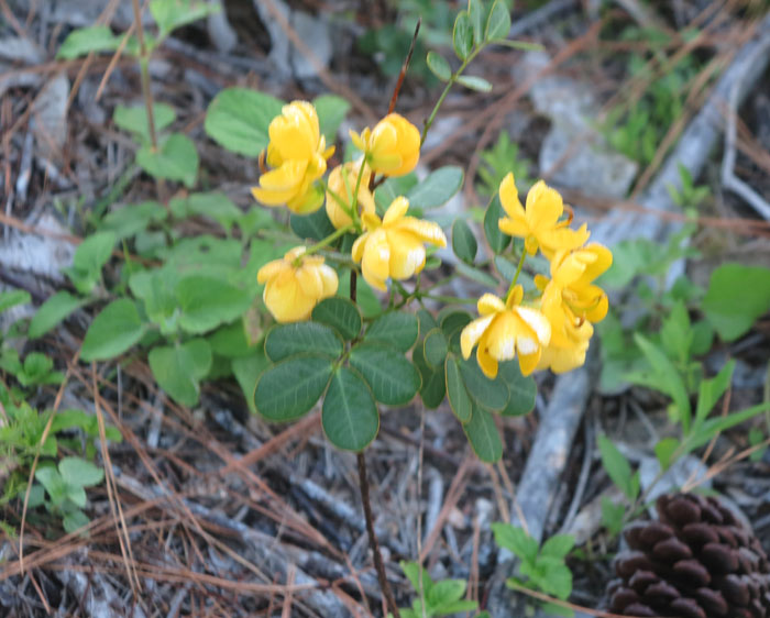 Our old nemesis, the easter cassia (Senna pendula var. glabrata), is still easy to spot with its bright yellow blooms. A thicket of these trees are being treated alongside the revegetation site but in the meantime, volunteers will continue to remove any offspring that come up.