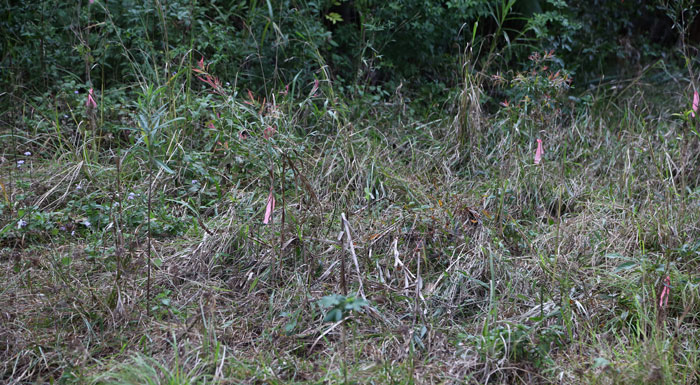 It might be a bit easier to see the pink tags marking the beneficial plants here. Pic: Trina McLellan