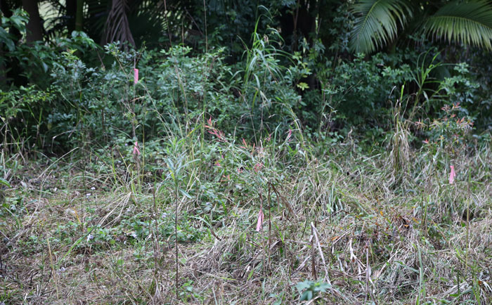 Look closely and you can see several pink tags marking the beneficial plants introduced to the original revegetation zone. Native grasses and sedges have now moved in to keep them company.