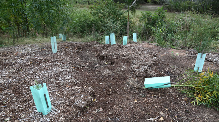 This is the path that the overland flow took during the recent downpour - right through our hillside planting. Thankfully only one plant was lost