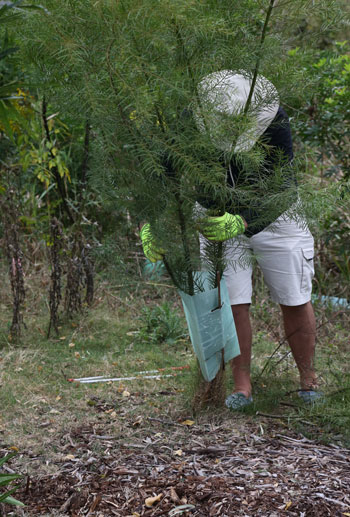 Before the tree guards could be removed, some lower limbs had to be lopped and upper limbs contained.