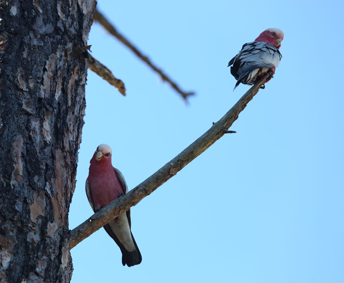 The curious pair of galahs were perched on a dead branch of a pine tree, watching over the volunteers.