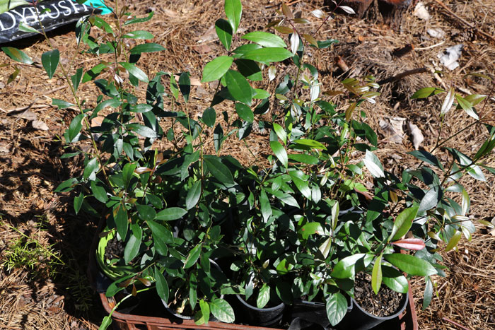 A selection of healthy, new, native plants were brought on site to replenish the new patch. Pic: Trina McLellan 