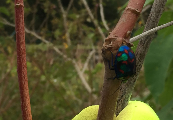 When volunteers were trimming back overgrowth of a weed hibiscus thicket along one edge of the new revegetation zone, this magnificently coloured hibiscus harlequin bug (Tectocoris diophthalmus) emerged.