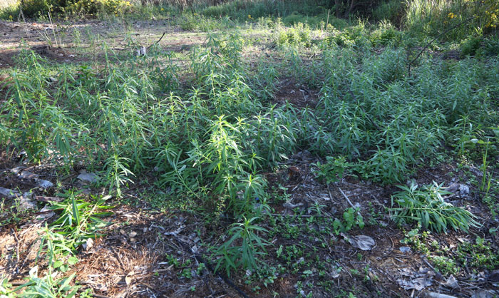 While this invasive weed, the balloon cotton bush (Gomphocarpus physocarpus) is already rampant and requiring removal in our latest regeration patch, the Monarch butterflies (Danaus plexippus) love it