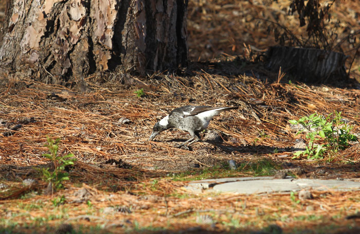 The juvenile magpie fossicks among the pine tree mulch in the newest revegetation zone