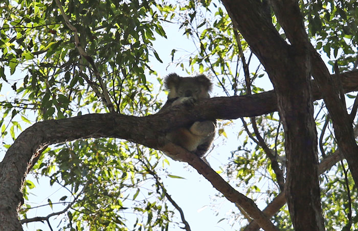 Our little friend is still up her regular tree in the reserve, although we are a little concerned about her health. Authorities have been notified.