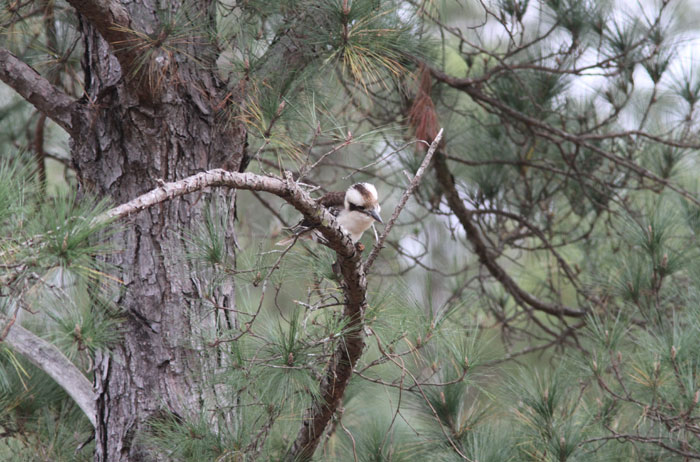 As Dawn Road Reserve Bushcare volunteers worked on the newer revegetation patch, a keen-eyed kookaburra (Dacelo) was perched overhead, intently checking out the dining options below. 