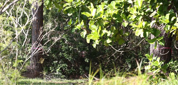 marked-pines-amid-dense-undergrowth