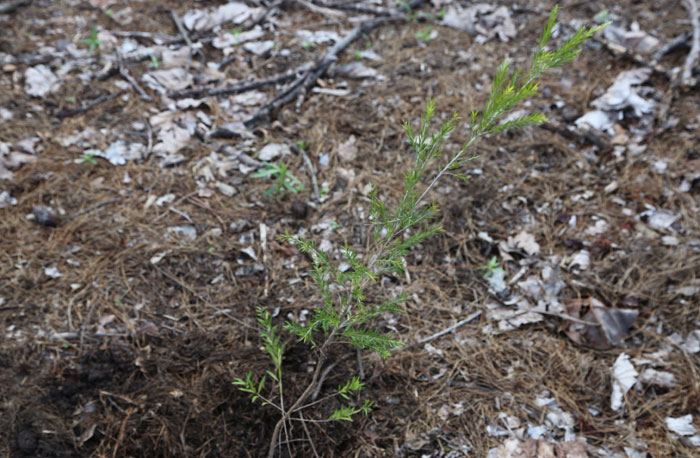 With its fine, scented foliage and profuse flowers for most of the year, this black tea tree (Melaleuca bracteata) will also be right at home alongside the stream that runs through the revegetation site