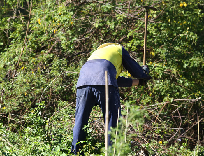 At the new revegetation site, which has had little rain over the past weeks, some of the groundwork preparation ahead of planting requires some careful pick axe work.
