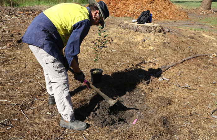 Preparing the recently cleared ground was hard work in places, especially where there were heavier clay soils that hadn't absorbed enough moisture, but the Dawn Road Reserve volunteers were undaunted.