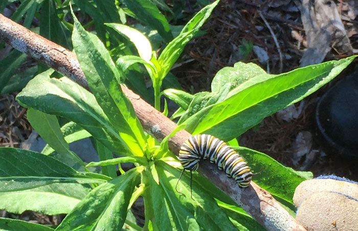 In a short while this caterpillar will become a Monarch butterfly. These butterflies are common around the Dawn Road Reserve