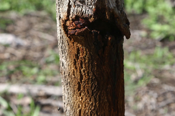 Look very carefully and you might just see the tiny native bee heading for this protective notch in a small tree at the southern end of the new revegetation site.