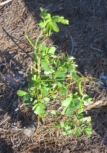 This month our newest volunteers learned about the pest species Easter cassia (Senna pendula var. glabrata), which has been a major environmental pest in this zone and presents an even greater threat to the nearby bushland.