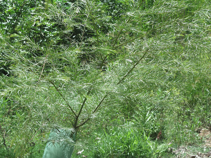 Without protective coverings, these shrubs could not have advanced so far over the summer because they would have been fine pickings for our nocturnal wallaby visitors. Now they are almost ready to withstand any such visitors. 
