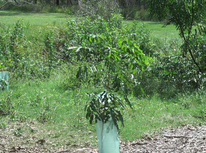 Some of the new shrubs are now almost high enough to do without their protective covers