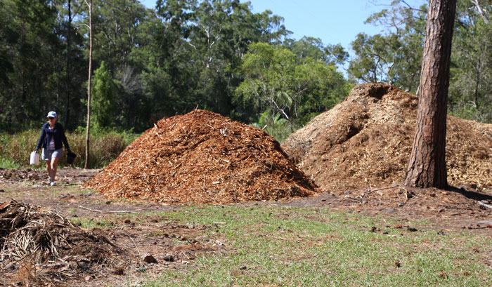 Nothing wasted! The chipped pest trees will provide useful mulch for the Dawn Road Reserve Bushcare activities over the coming months. 
