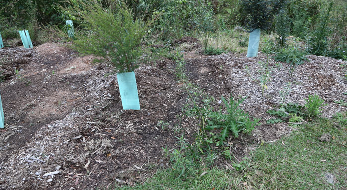 It was wonderful to see the new growth on the shrubs and saplings along the southern border of the Dawn Road Reserve's original regeneration patch. But it's time for the tree guards to come off!