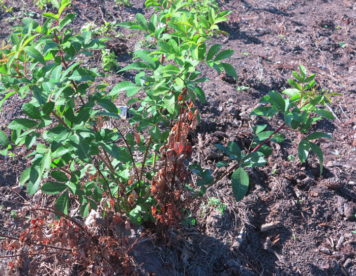 A persistent pest species, the broad-leaf pepper (Echinus terebinthifolius) comes back even after it has been hit with poison. Several parent trees were removed from the newest revegetation when that project began early this year, but keeping on top of regrowth has also been important. Here one side of the regrowth has died back but the other is flourishing. 
