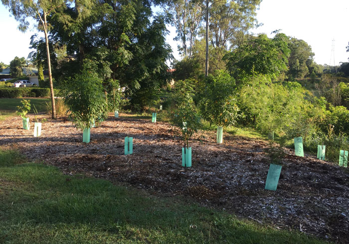 Check out the progress the dozens of plants in the southern-most section of the Dawn Road Reserve's original regeneration patch