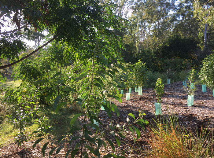 The view from the western edge of our southern-most planting in the original Dawn Road Reserve regeneration patch